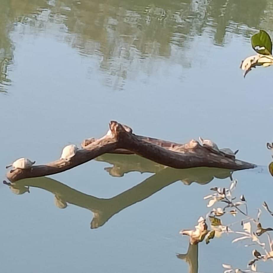 Kaziranga turtles