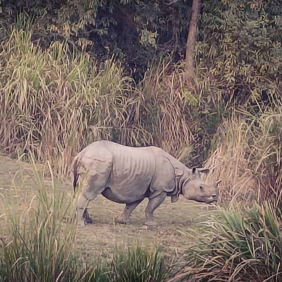 Kaziranga rhino