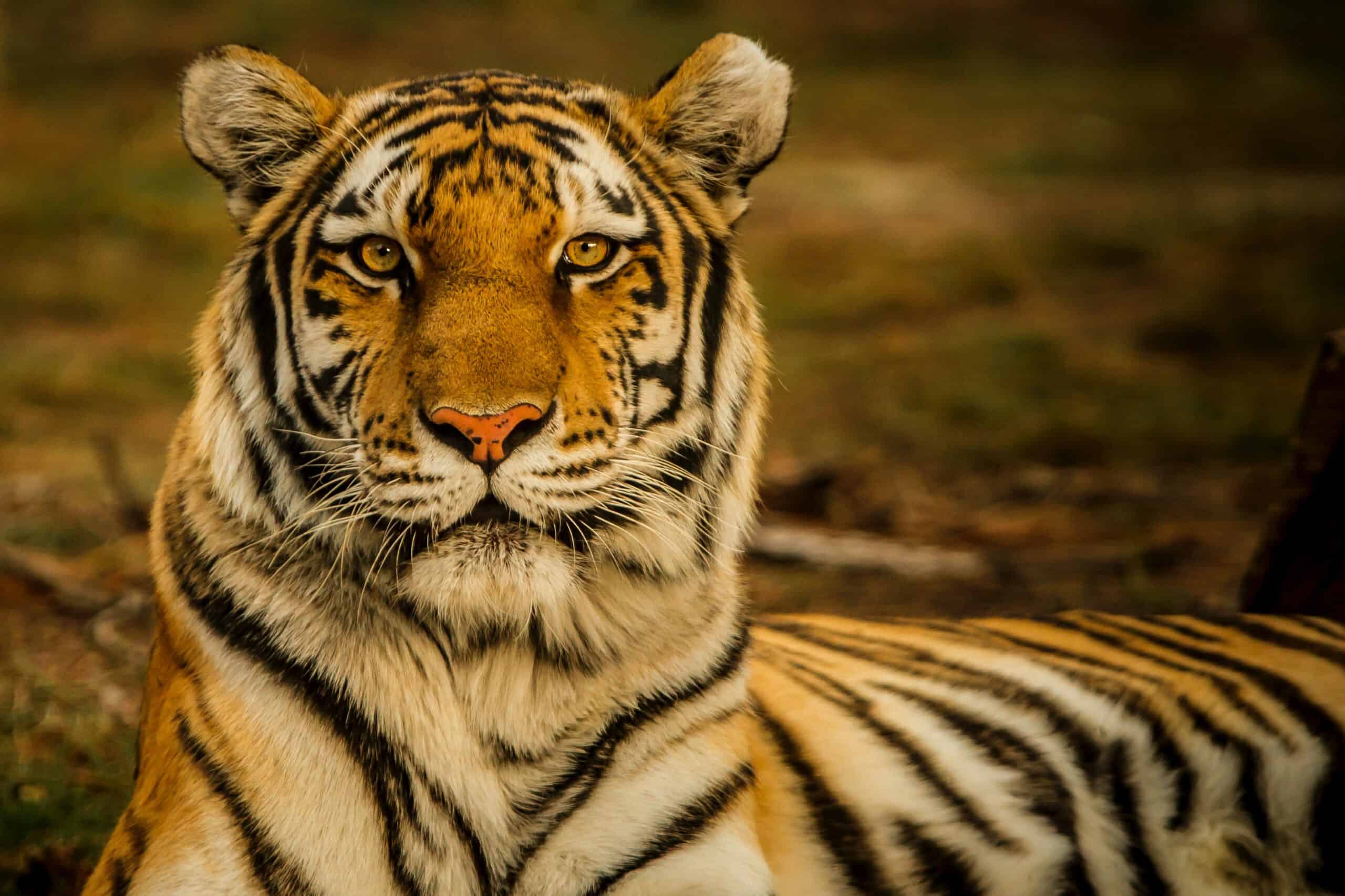 A weekend Ranthambore itinerary
