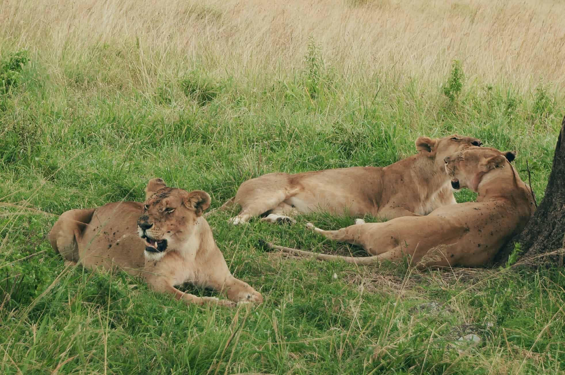 Kenya Tanzania Safari itinerary On A Budget Solo | Lions under a tree in Masai Mara